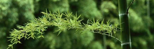 根浅的植物有哪些？它们如何适应环境？