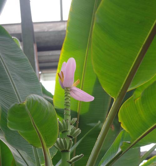 跟芭蕉很像的植物是什么？如何区分芭蕉和其他类似植物？