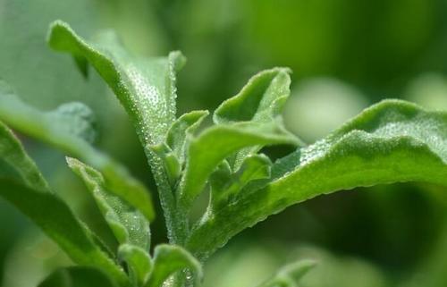 跟冰草长得很像的蔬菜是什么？如何区分它们？
