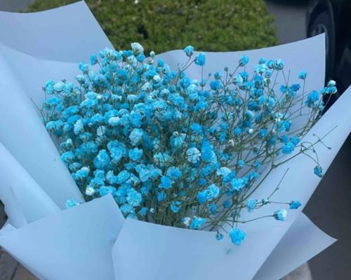 满天星花语是什么意思？如何正确解读满天星的花语含义？