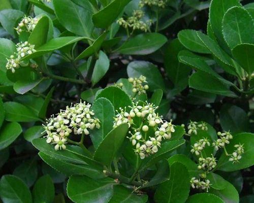 跟冬青很像的植物有哪些？如何区分它们？