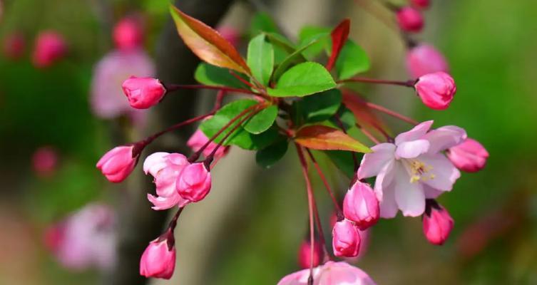 观叶海棠花语是什么意思？如何正确解读观叶海棠的花语含义？