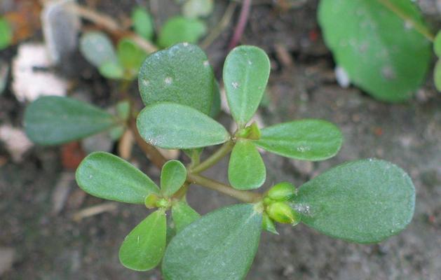 跟马齿苋很像的植物有哪些？如何区分它们？