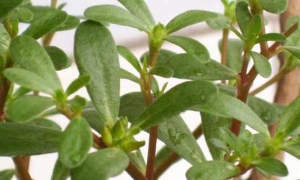 跟马齿苋很像的植物有哪些？如何区分它们？