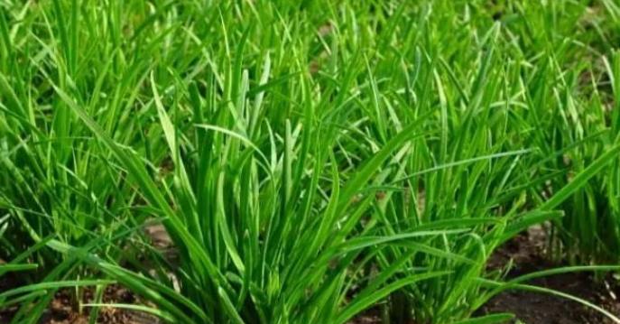 跟麦苗很像的植物有哪些？如何区分麦苗和相似植物？