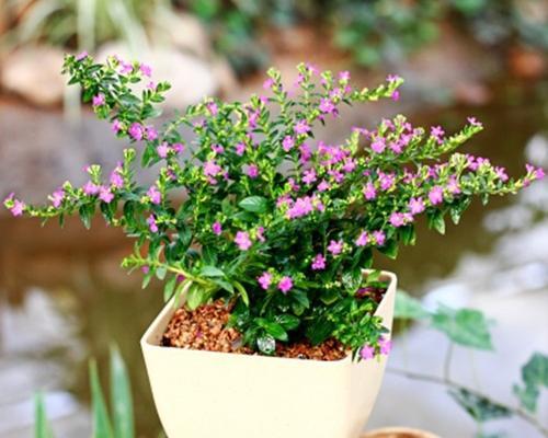 跟满天星很像的花是什么？如何区分满天星和其他类似花卉？