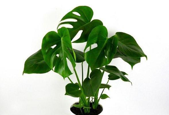龟背竹的花语是什么？养护龟背竹有哪些注意事项？