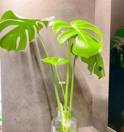 龟背竹的花语是什么？养护龟背竹有哪些注意事项？