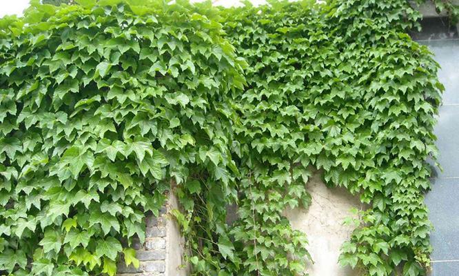 跟爬山虎很像的植物是什么？如何区分它们？
