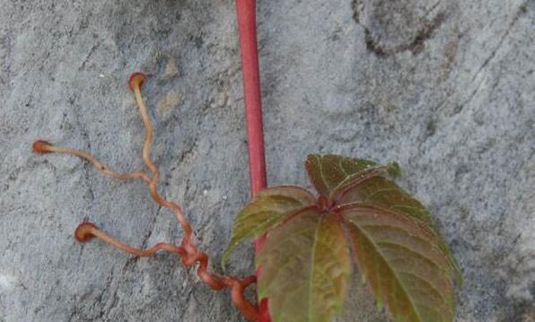跟爬山虎很像的植物是什么？如何区分它们？
