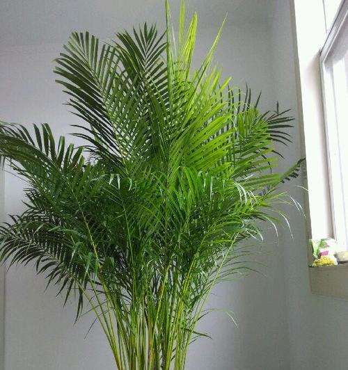 跟散尾葵很像的植物有哪些？如何区分它们？