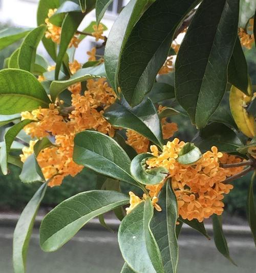 桂花的花语是什么？桂花的含义有哪些常见问题？