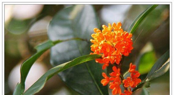 桂花的花语是什么？桂花的含义有哪些常见问题？