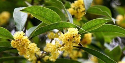 桂花的花语代表什么？如何理解桂花的象征意义？