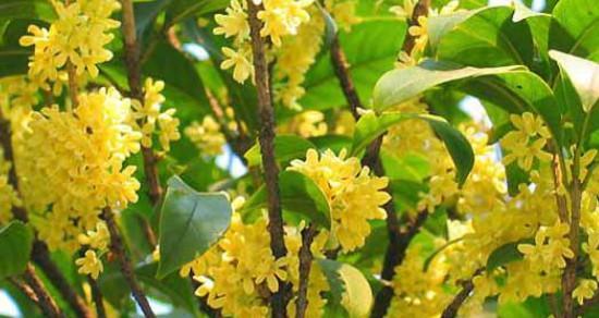 桂花的花语代表什么？如何理解桂花的象征意义？