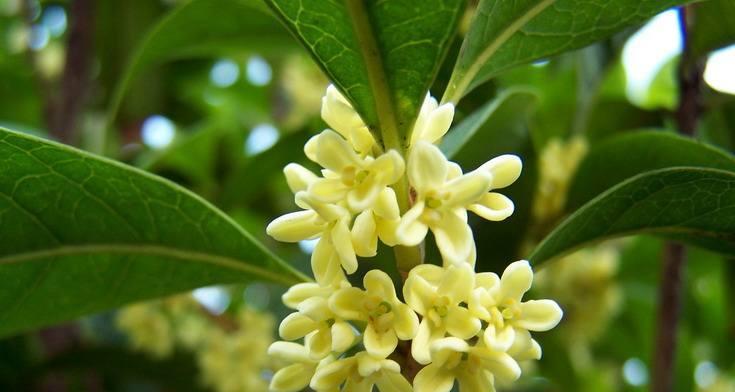 桂花花语是什么意思？桂花的花语有哪些含义？