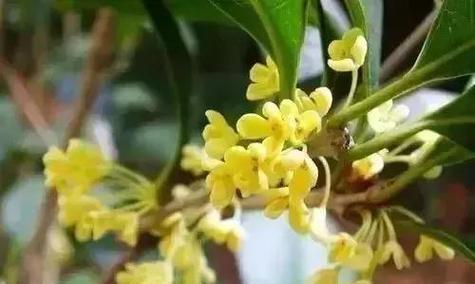 桂花花语是什么意思？桂花的花语有哪些含义？