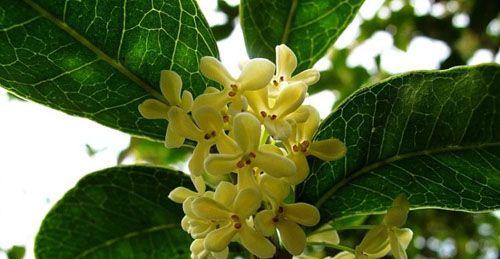 桂花花语是什么？如何用桂花表达爱意？