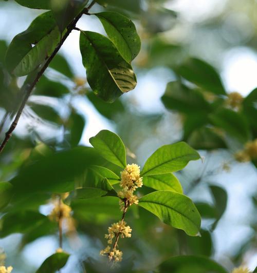 桂花开花寓意是什么？如何理解桂花的花语含义？