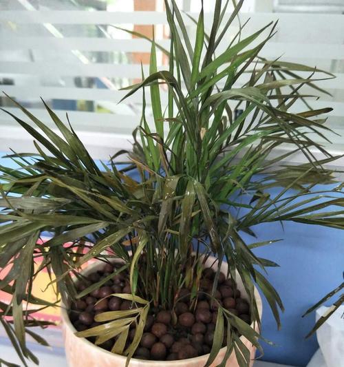 跟粽叶很像的植物是什么？如何区分它们？