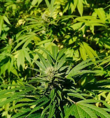 工业大麻种植条件对气候有哪些要求？如何根据气候选择种植地？