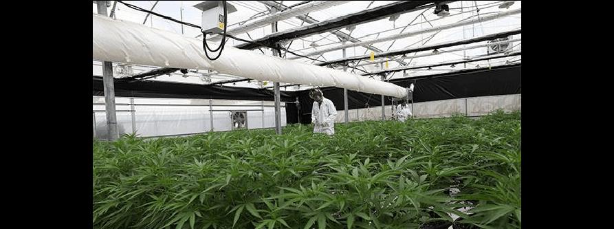 工业大麻种植条件对气候有哪些要求？如何根据气候选择种植地？