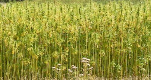 工业大麻种植条件对气候有哪些要求？如何根据气候选择种植地？