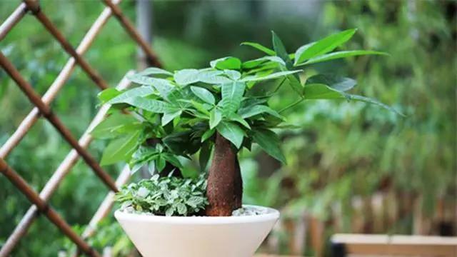 公司摆放什么植物最好？办公室绿植选择有哪些讲究？