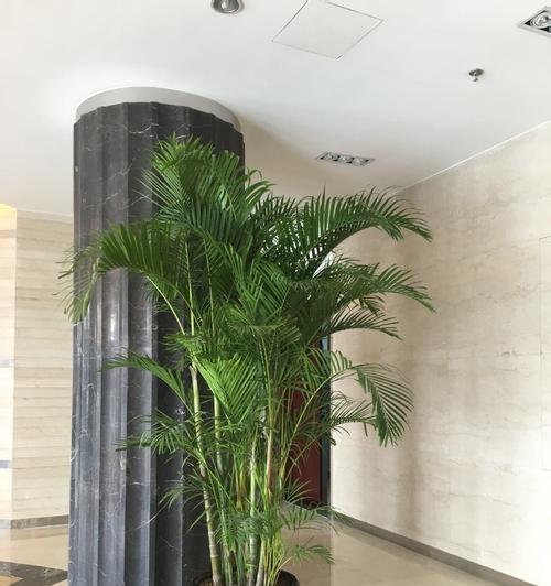 公司摆放什么植物最好？办公室绿植选择有哪些讲究？