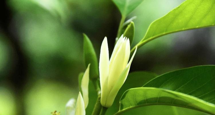 含笑花代表什么意思？含笑花的花语和象征意义是什么？