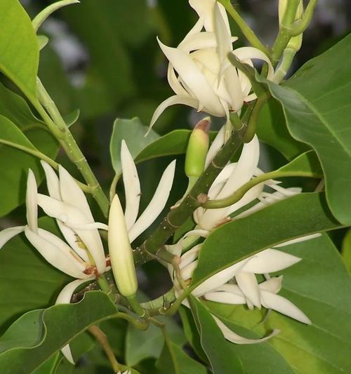 含笑花代表什么意思？含笑花的花语和象征意义是什么？