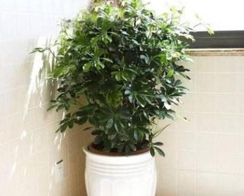 公司大门口适合放什么植物？如何选择合适的植物来装饰？