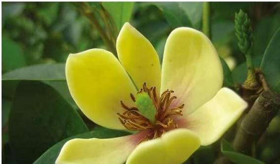 含笑花语是什么？了解含笑花的象征意义和花语含义？