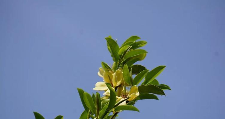 含笑花语是什么？了解含笑花的象征意义和花语含义？