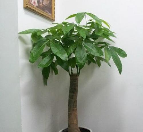 公司适合放什么植物？办公室绿植有哪些好处？