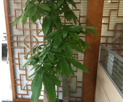 公司适合放什么植物？办公室绿植有哪些好处？