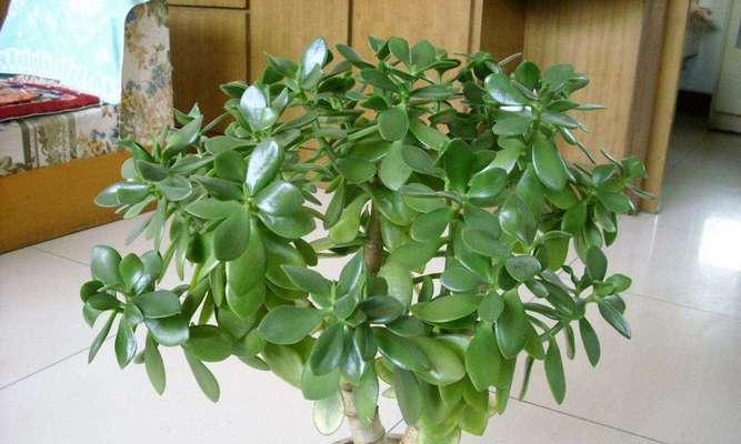 公司适合放什么植物？办公室绿植有哪些好处？