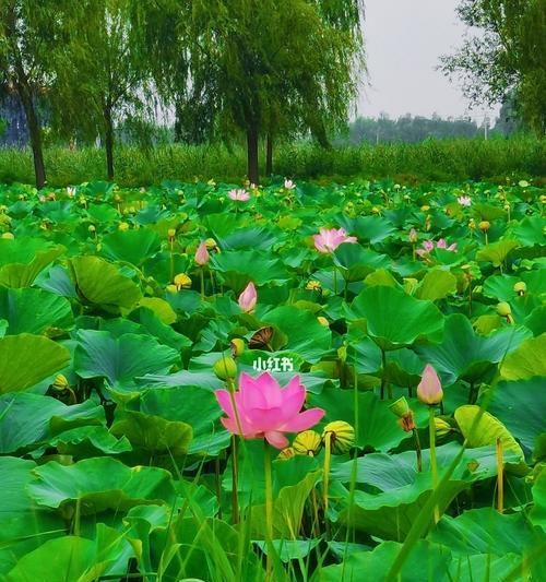 荷花的花语是什么意思？荷花象征着什么？