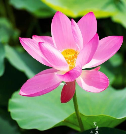 荷花花语是什么？荷花的花语有哪些含义？