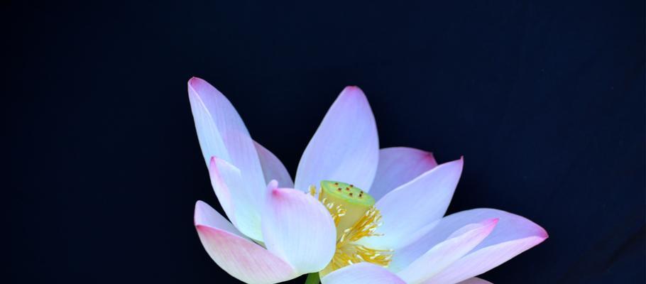 荷花花语是什么？荷花的花语有哪些含义？