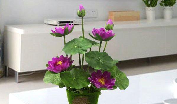 供佛时选择哪种花最合适？常见花卉的寓意是什么？