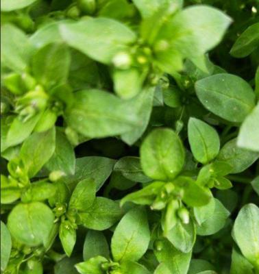 共生植物有哪些种类？它们是如何相互作用的？