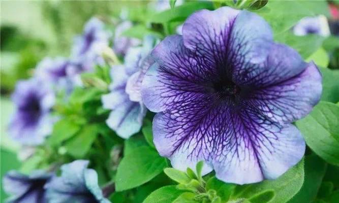 共生植物有哪些种类？它们是如何相互作用的？