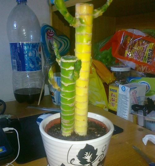 荷花竹的花语是什么？如何用荷花竹表达情感？
