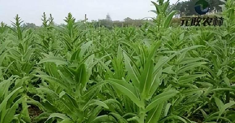 贡菜哪里产的最好？如何辨别优质贡菜？