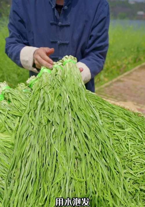 贡菜哪里产的最好？如何辨别优质贡菜？