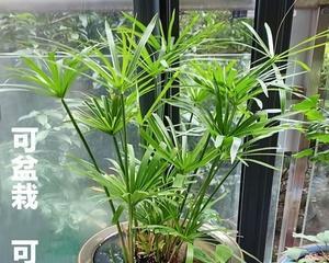 荷花竹的花语是什么？如何用荷花竹表达情感？