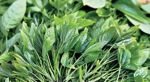 贡菜新鲜的长什么样子？如何辨别新鲜贡菜？