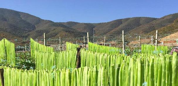 贡菜还有哪些别名？贡菜的其他称呼是什么？