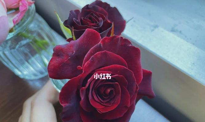 黑魔术玫瑰代表什么意思？花语有哪些含义？